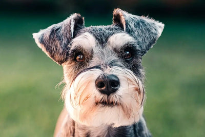 Wet dog food for senior dogs - Talis Us