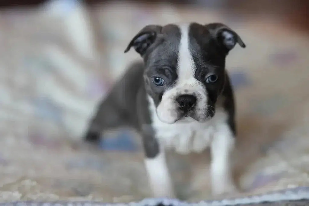 Wet Dog Food Guide: Choosing the Right Canned Options - Talis Us