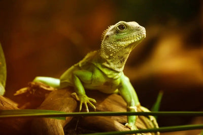 What Do Baby Lizards Eat? A Comprehensive Guide to Feeding Your Pet Lizard - Talis Us