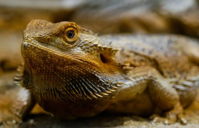 What Do Bearded Dragons Eat? - Talis Us