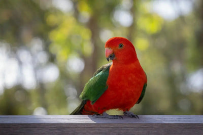 What Does Your Feathered Friend Like to Eat? A Guide to Bird Feeding - Talis Us