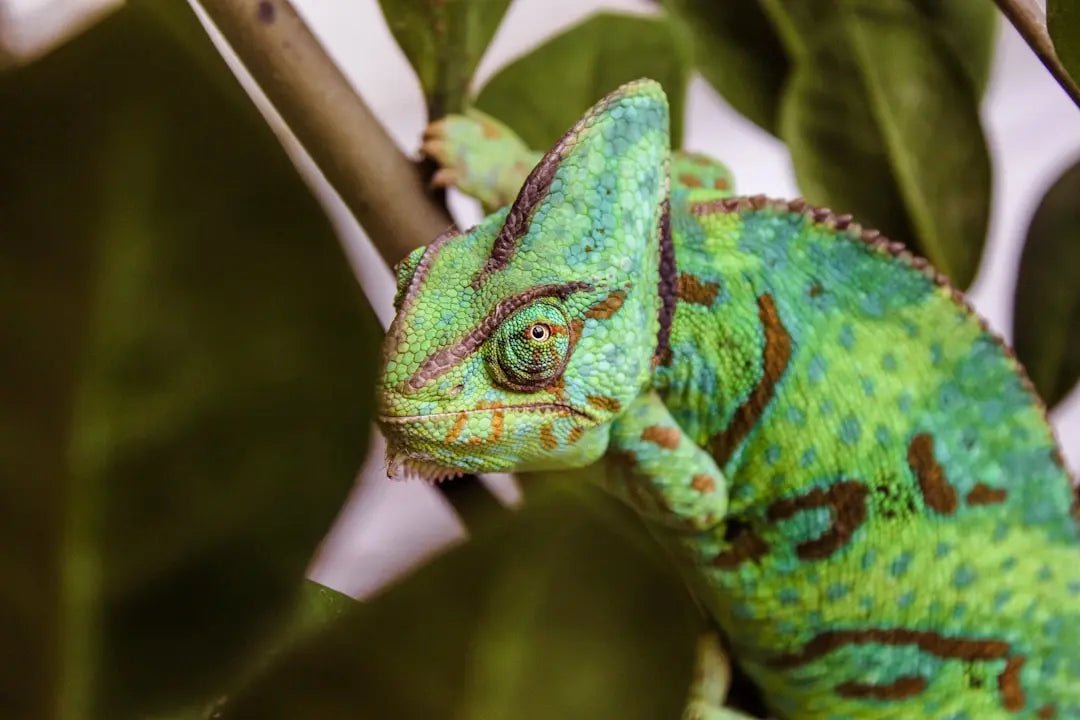 What Exotic Pets Are Legal in California - Talis Us
