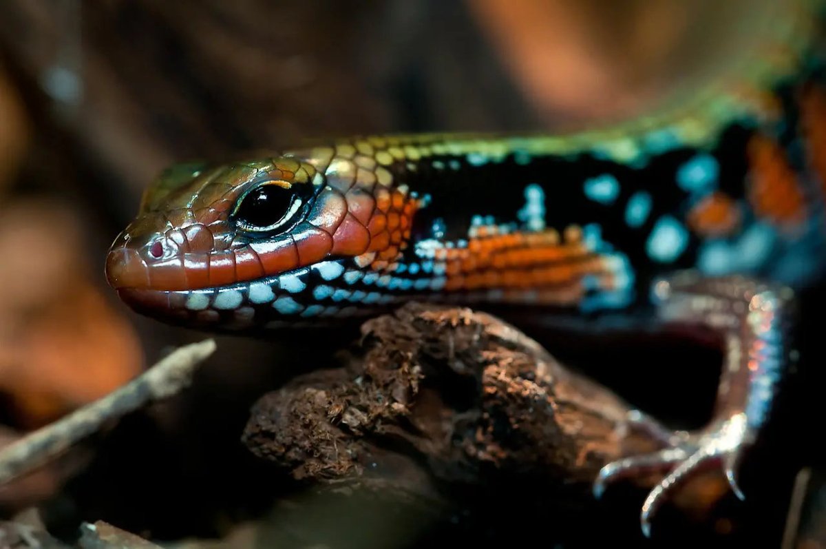 What Healthcare Supplies Do Reptiles Need? A Comprehensive Guide - Talis Us