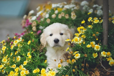 what meat are dogs least allergic to - Talis Us