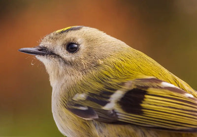 What s the best place to buy premium bird food online - Talis Us