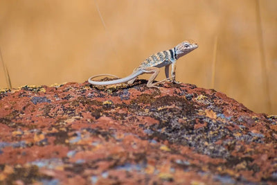 What Temp Should a Leopard Gecko Tank Be - Talis Us