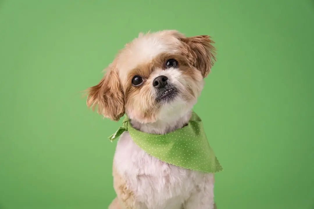 Where can I find eco-friendly pet products - Talis Us