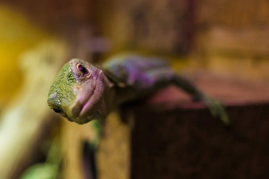 Where can i find expert advice on caring for reptiles - Talis Us