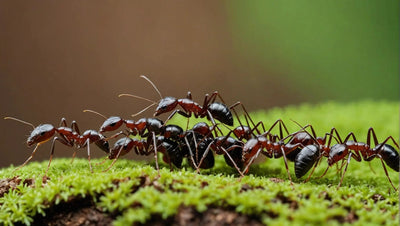 Where to Buy Ant Farms: Stores That Sell Ant Farms - Talis Us