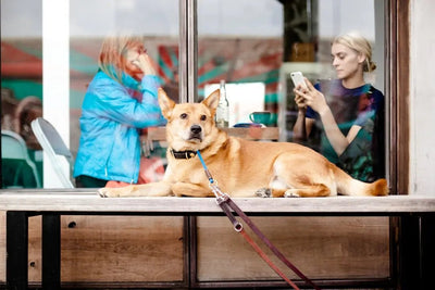 Which online pet store has the best customer service - Talis Us
