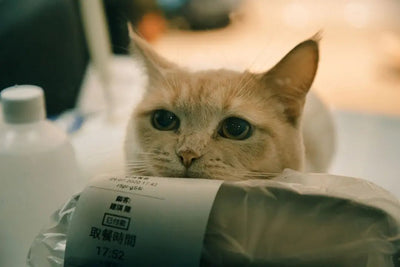 Which retailers offer comprehensive pet supply selections - Talis Us