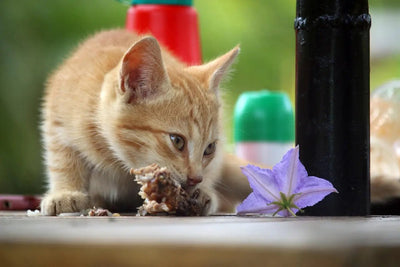 Why Avoderm wet cat food is the best for your feline friend? - Talis Us