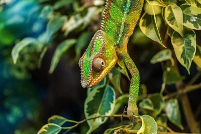 Why choose reptiles as exotic pet?