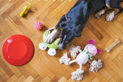 Why Dog Chew Toys are an Essential Part of Your Pet’s Life - Talis Us