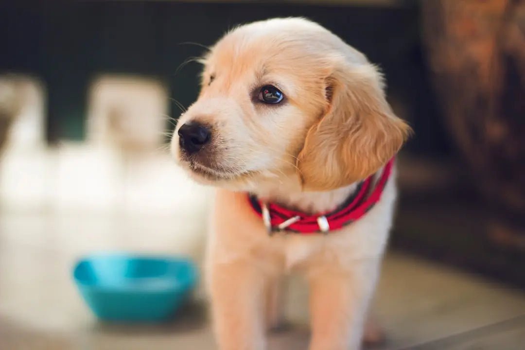 Why Freeze Dried Dog Food is Great for Your Pet's Nutrition - Talis Us