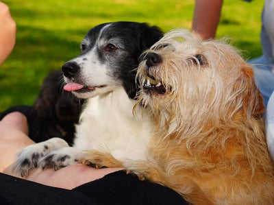 Why Freeze Dried Dog Treats Are The Perfect Treat for Your Furry Friend - Talis Us