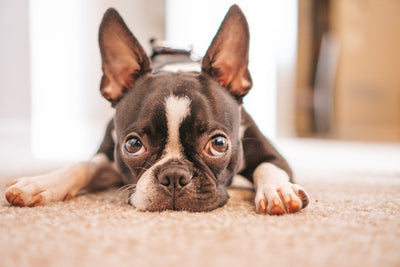 Why Quality Pet Products Matter: Investing in Your Pet's Long-Term Health & Happiness - Talis Us
