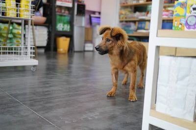 Why Talis-US is Your Ultimate One-Stop Pet Shop for All Essential Pet Supplies - Talis Us