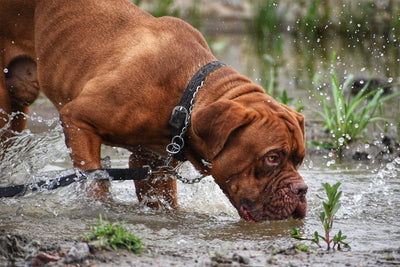 Your Ultimate Guide to Finding **Pet Products** for **Diverse Pet Needs**: Why Talis US is Your **One-Stop Pet Shop** - Talis Us