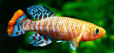 Killifish