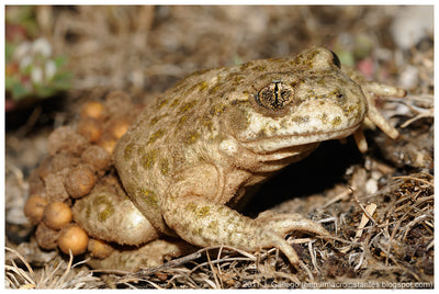 Midwife toads