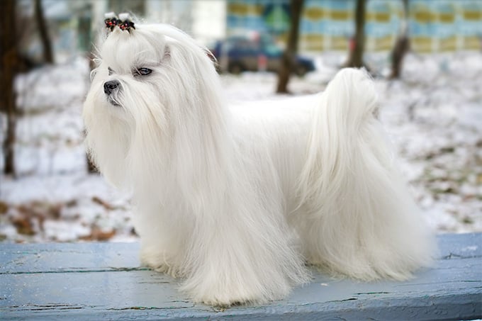 Maltese dog