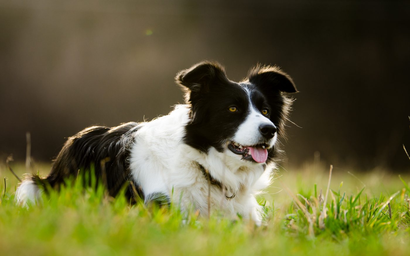 Border Collie Talis Us