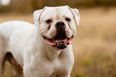 American Bulldog