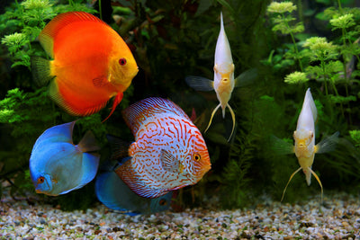 Discus fish