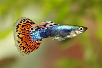 Guppy fish