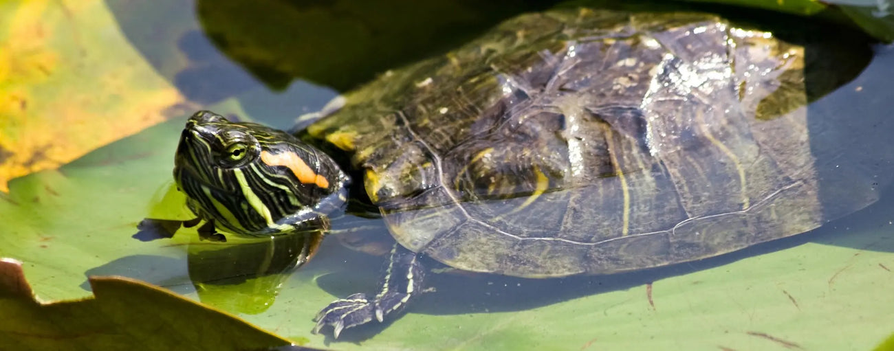 Aquatic Turtle food