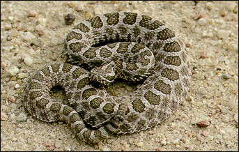 Eastern massasauga rattlesnakes