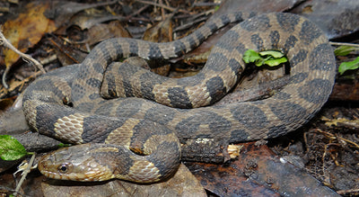 Common water snake