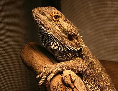 Adult Bearded Dragons