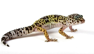 Adult Leopard Gecko, Talis Us