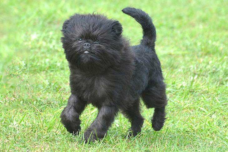 Affenpinscher - Talis Us