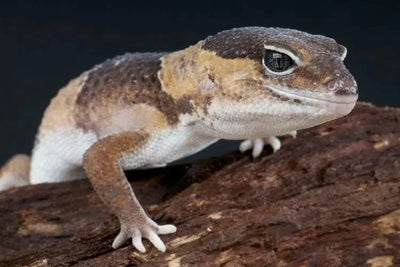 African fat-tailed gecko - Talis Us