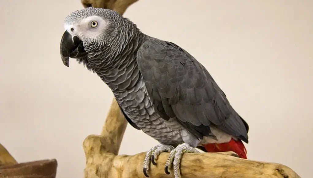 African Grey Parrots - Talis Us