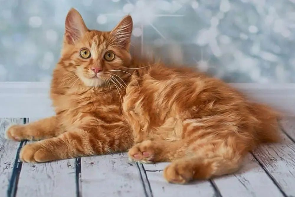 American Bobtail - Talis Us
