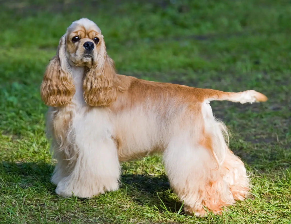 American Cocker Spaniel - Talis Us