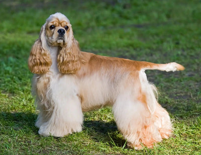 American Cocker Spaniel - Talis Us