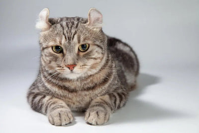American Curl - Talis Us