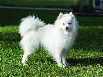 American Eskimo Dog - Talis Us