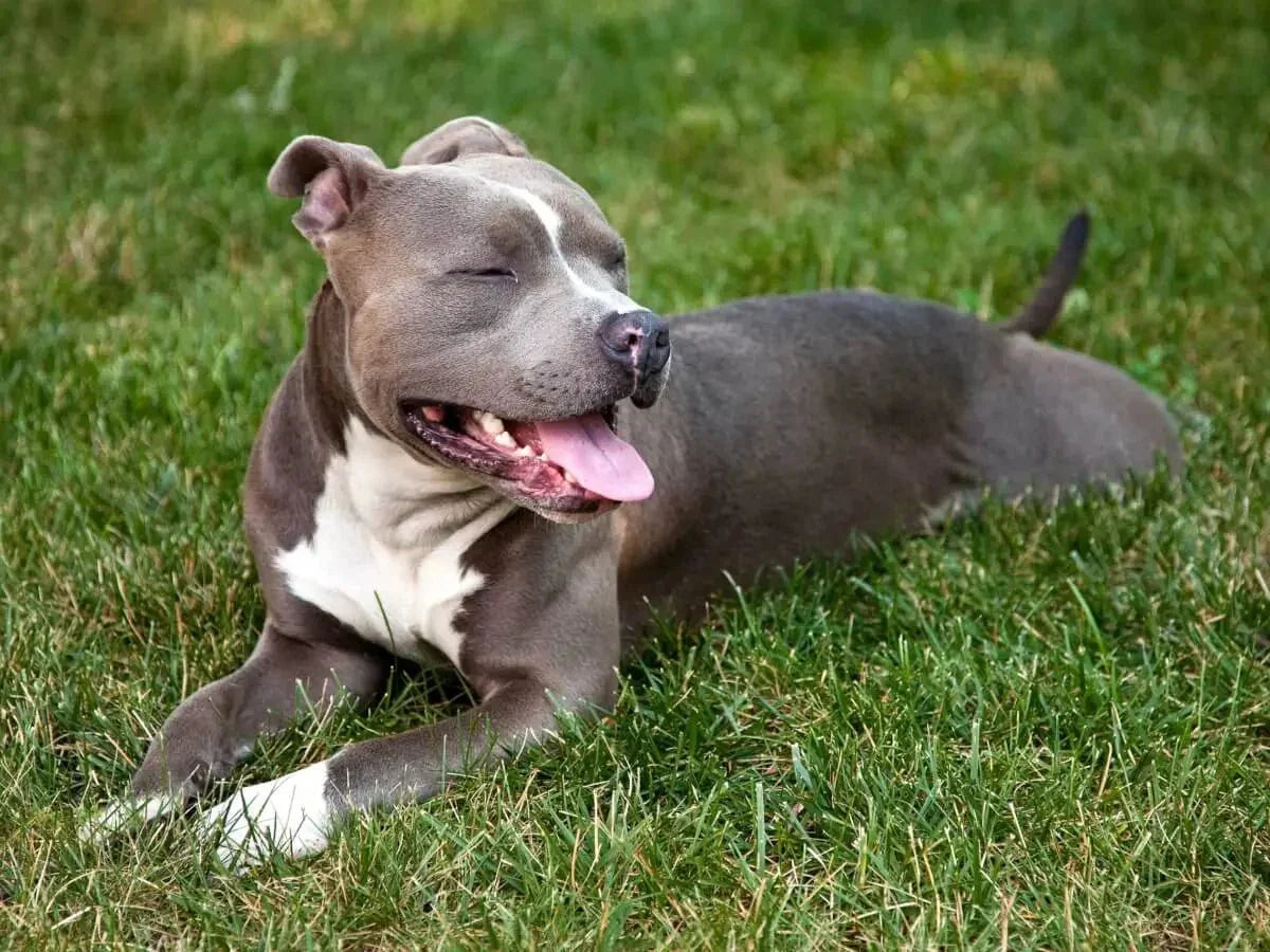 American Pit Bull Terrier - Talis Us