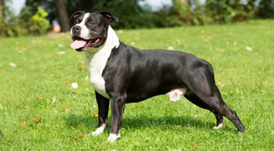 American Staffordshire Terrier - Talis Us