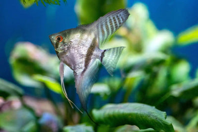 Angelfish - Talis Us