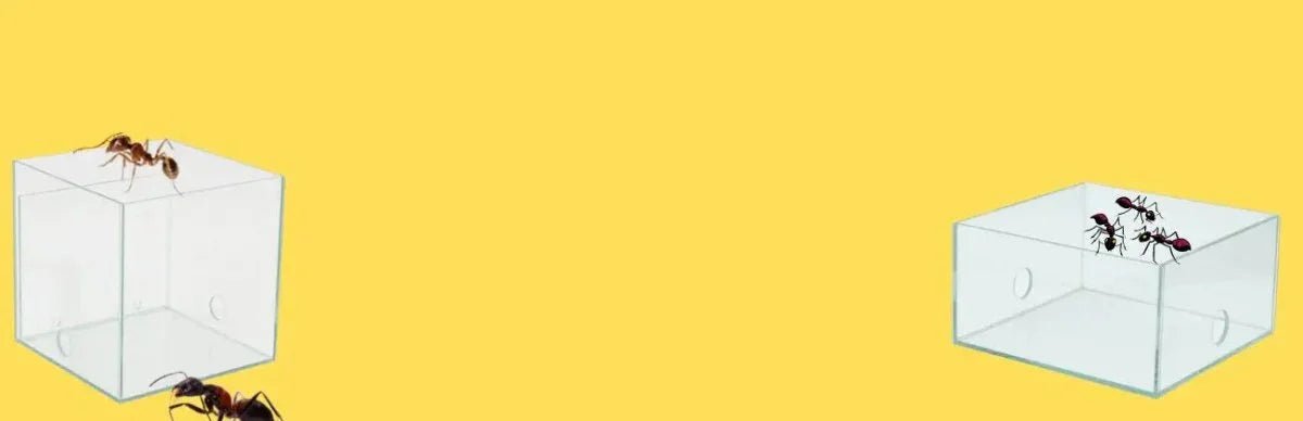 Ant Arena - Talis Us