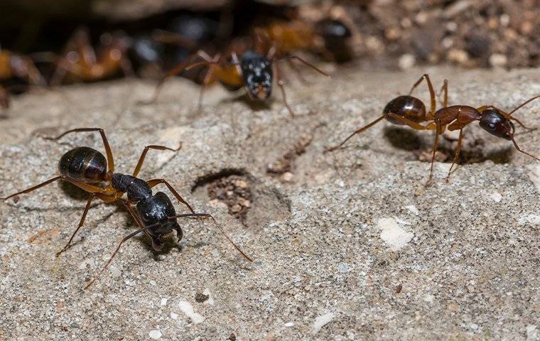 Ant Breeds - Talis Us