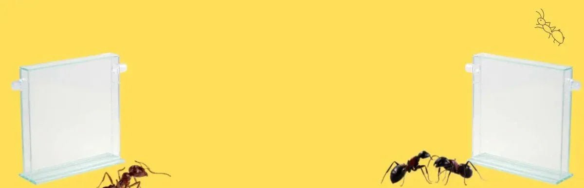 Ant farms - Talis Us