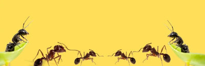 Antkeeping Equipment - Talis Us